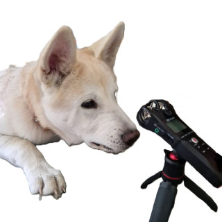 261. Wir stellen vor: Unser neuer Mitarbeiter Bailey